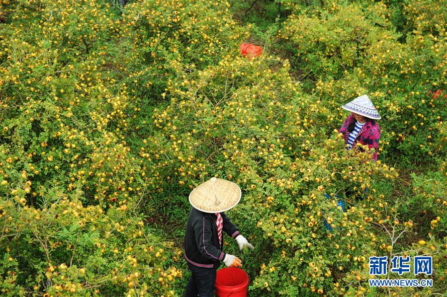 贵州龙里刺梨迎来收获季