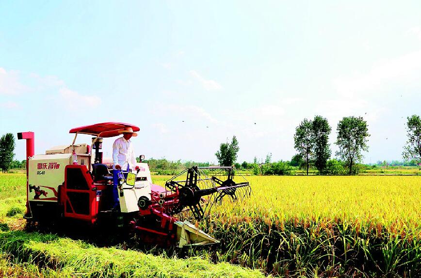 当阳推广中稻两熟模式