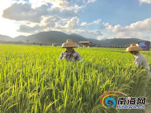 【要闻】【即时快讯】三亚海棠湾水稻国家公园打造全国农旅融合典范