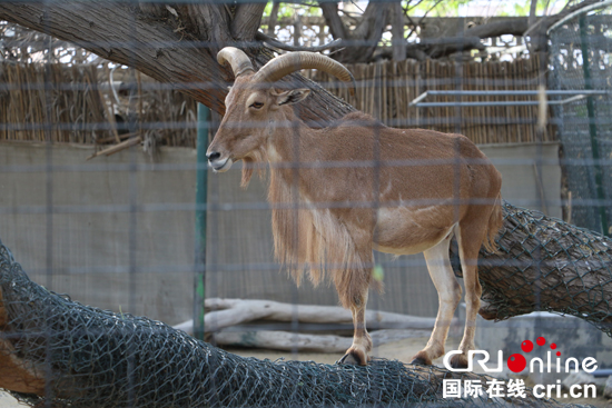 探訪迪拜動物園：阿拉伯半島首家對外經營的動物園