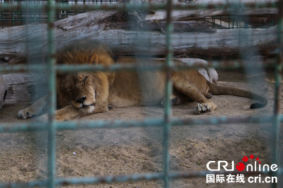 探訪迪拜動物園：阿拉伯半島首家對外經營的動物園