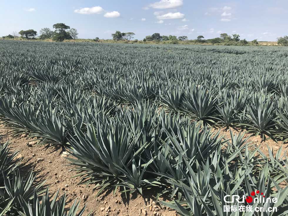 【"中非合作共赢,共同发展"系列报道之二】和剑麻一起走过的岁月