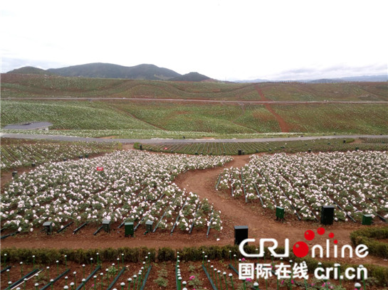 全國最大連片牡丹園在洋縣建成 3000萬株牡丹花盛放迎春