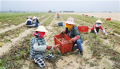 【食品農業】【即時快訊】東方香薯走俏島內外 【食品農業】【即時快訊】東方香薯走俏島內外