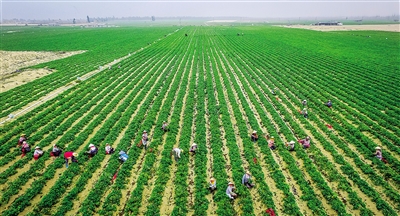 【食品農業】【即時快訊】東方香薯走俏島內外 【食品農業】【即時快訊】東方香薯走俏島內外