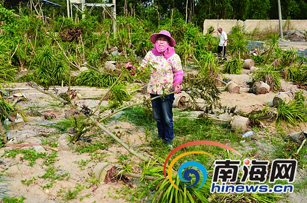 【瓊島動態】【即時快訊】東方近百株花梨樹被毀村婦失聲痛哭