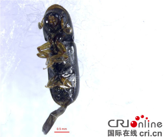 已過審【CRI專稿圖文】重慶口岸首次截獲危險性有害生物縫錘小蠹 已過審【CRI專稿圖文】重慶口岸首次截獲危險性有害生物縫錘小蠹