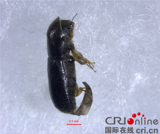 已過審【CRI專稿圖文】重慶口岸首次截獲危險性有害生物縫錘小蠹 已過審【CRI專稿圖文】重慶口岸首次截獲危險性有害生物縫錘小蠹