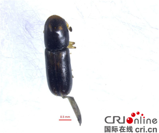 已過審【CRI專稿圖文】重慶口岸首次截獲危險性有害生物縫錘小蠹