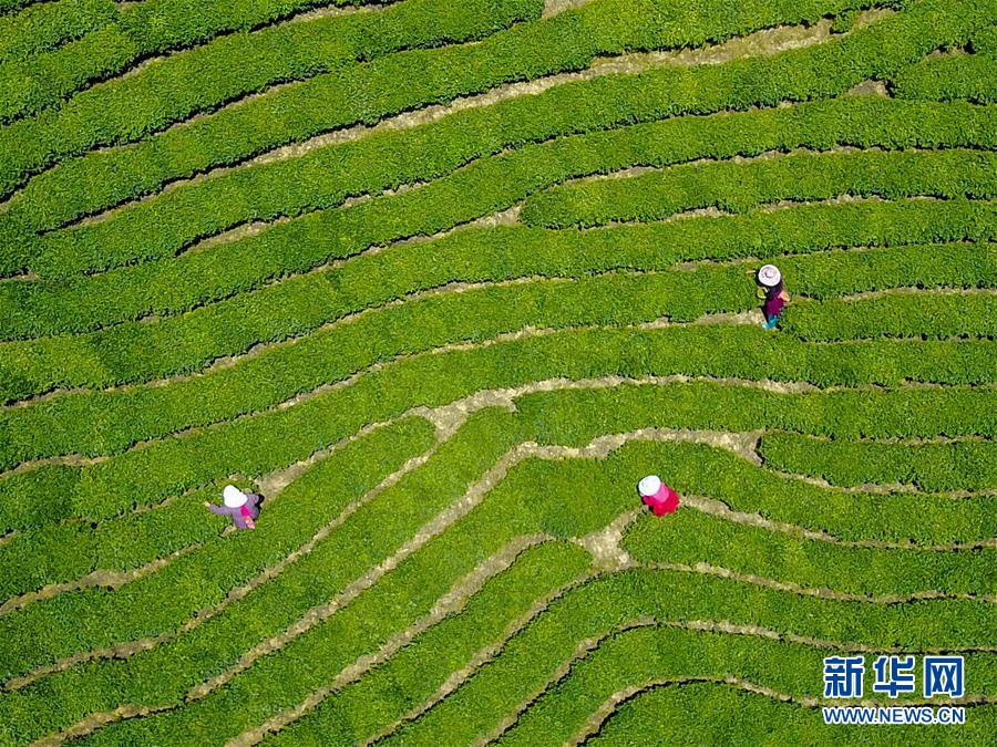 河南信阳：茶园采茶忙
