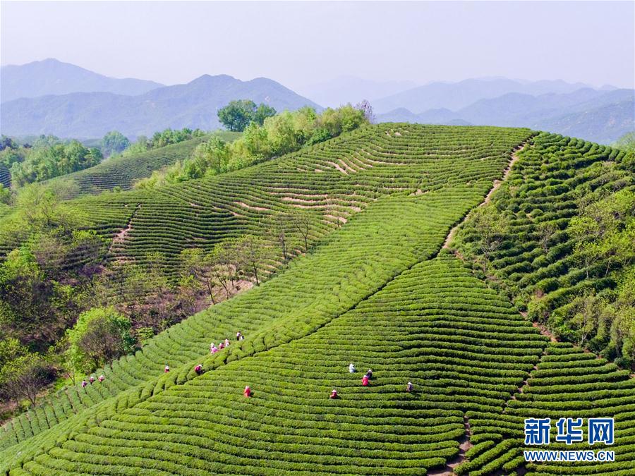 河南信阳：茶园采茶忙