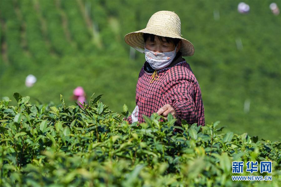 河南信阳：茶园采茶忙