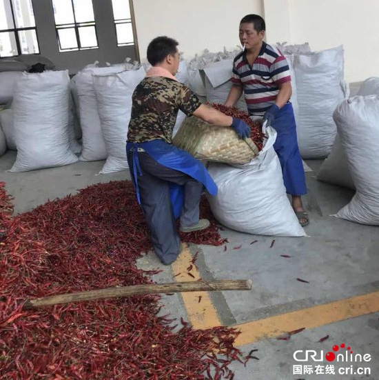 【特色新兴产业看贵州】遵义虾子：小小辣椒做成大产业带动大发展