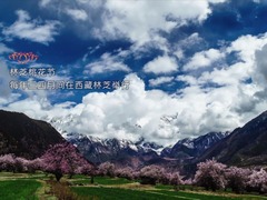 《西藏微纪录》——不一样的桃花节