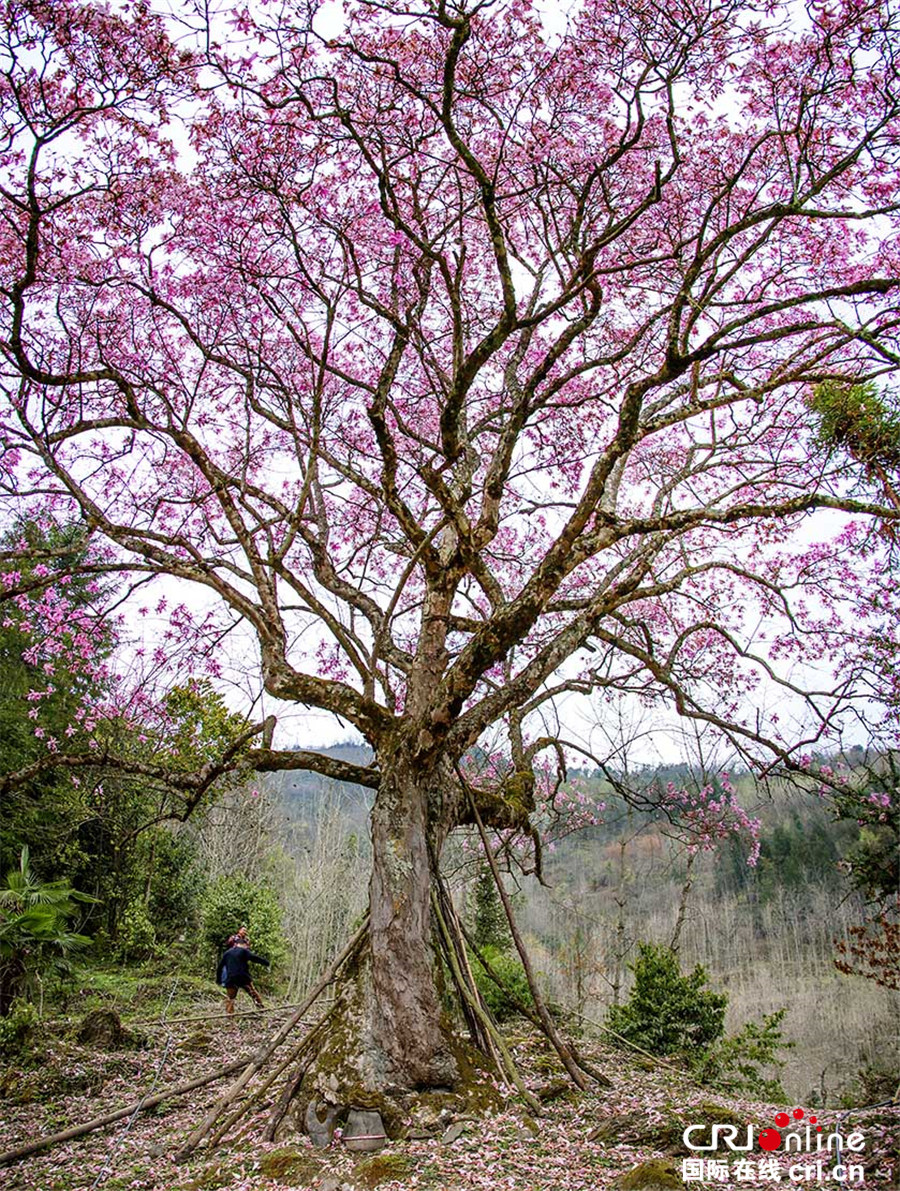四川北川小寨子溝春色滿園 鮮花簇擁爭奇鬥艷 四川北川小寨子溝春色滿園 鮮花簇擁爭奇鬥艷
