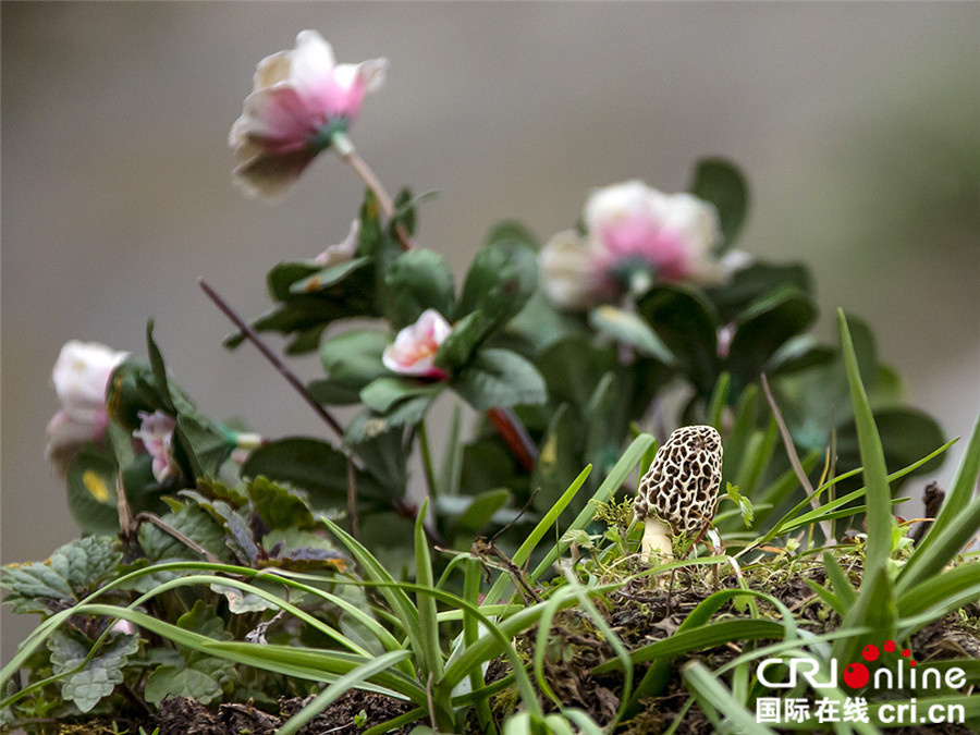 四川北川小寨子溝春色滿園 鮮花簇擁爭奇鬥艷 四川北川小寨子溝春色滿園 鮮花簇擁爭奇鬥艷