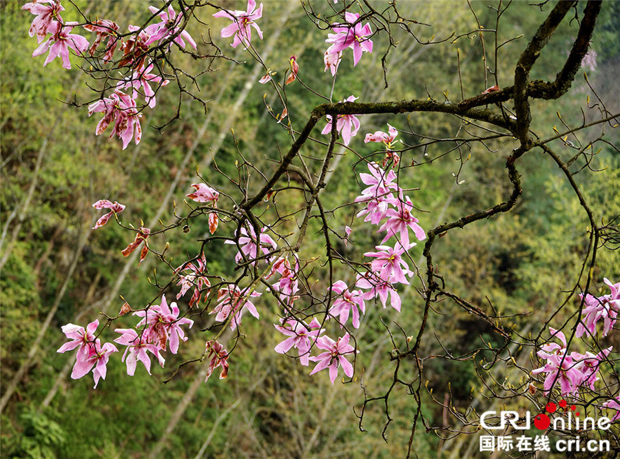 四川北川小寨子溝春色滿園 鮮花簇擁爭奇鬥艷 四川北川小寨子溝春色滿園 鮮花簇擁爭奇鬥艷