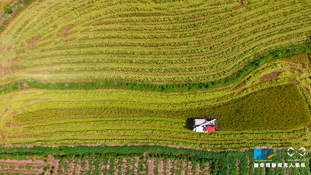 【渝情渝景】【ChinaNews 图文列表】航拍山城重庆晒秋景象