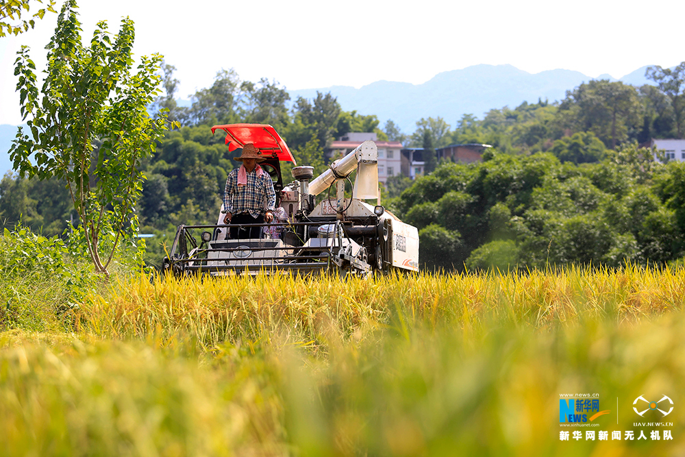 【渝情渝景】【ChinaNews 圖文列表】航拍山城重慶曬秋景象