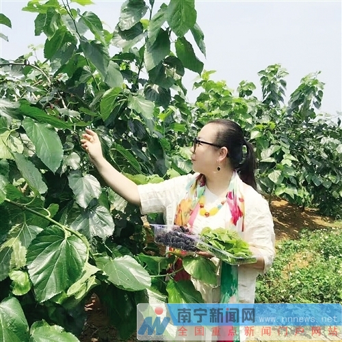 【治国理政新实践·广西篇】广西水果产量高于全国 小桑树“长”出千亿元产业