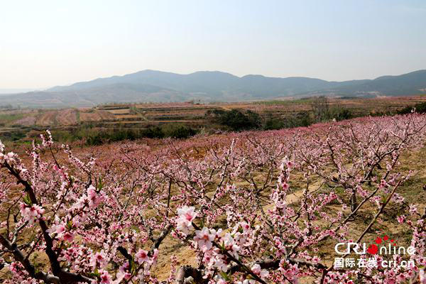 威海市文登区葛家镇桃花季开幕 旅游扶贫谋增收