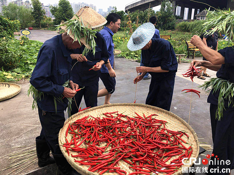 重庆一工厂打造屋顶“开心农场” 员工体验秋收乐趣