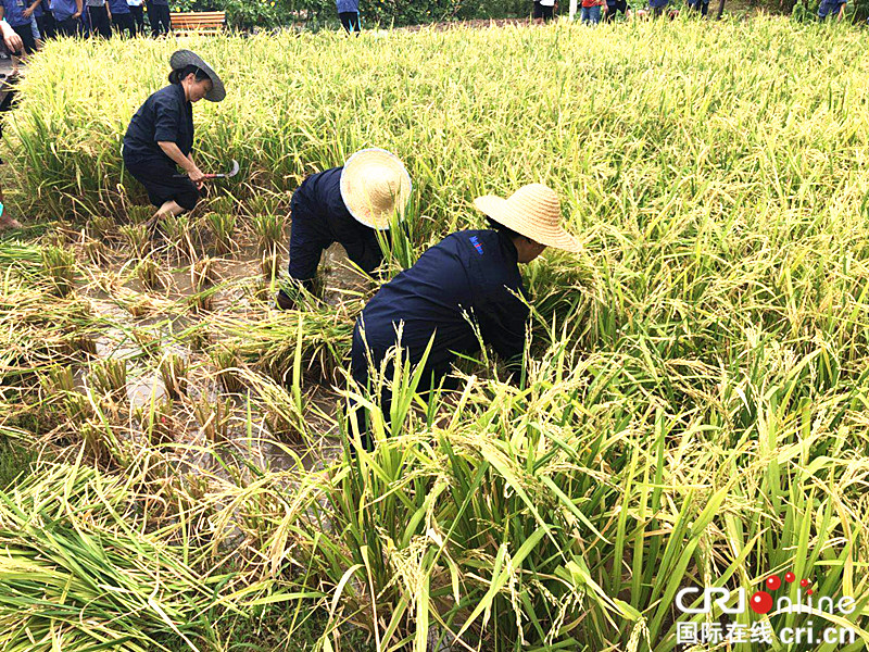 重庆一工厂打造屋顶“开心农场” 员工体验秋收乐趣