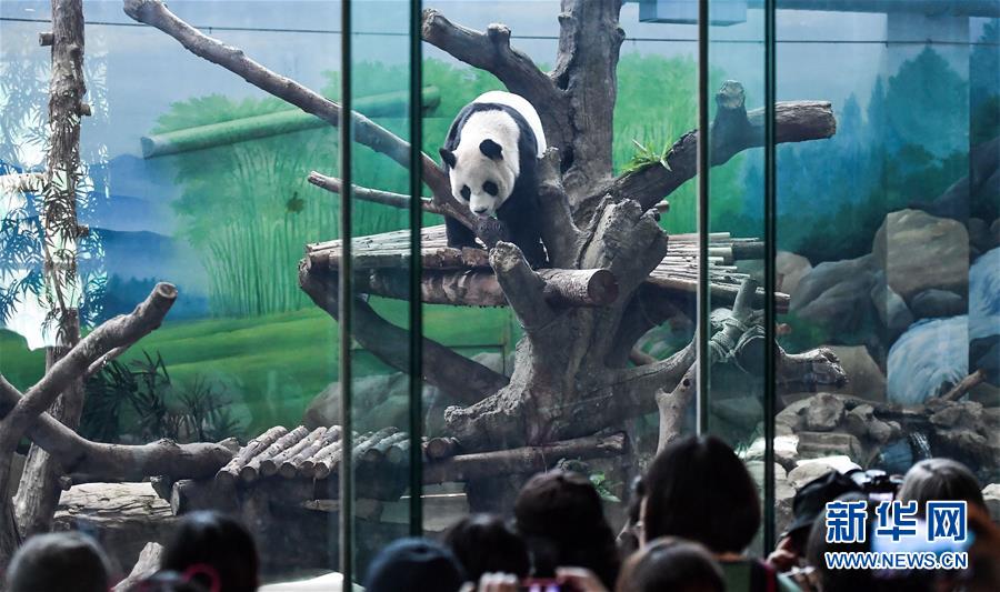 大陆赠台大熊猫“团团”“圆圆”欢度14岁生日