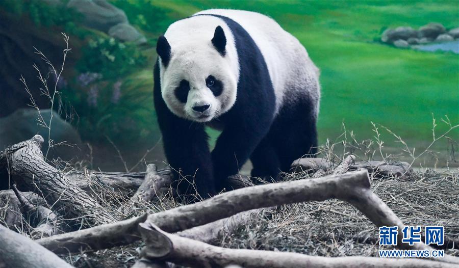 大陆赠台大熊猫“团团”“圆圆”欢度14岁生日