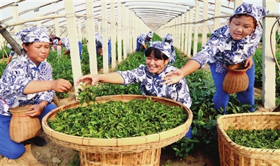 北鎮市羅羅堡鎮預計今年茶産量可突破1.5噸