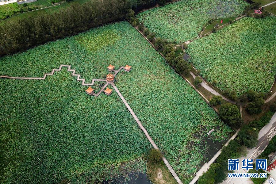 贵州黔西南：招堤十里荷塘景色美