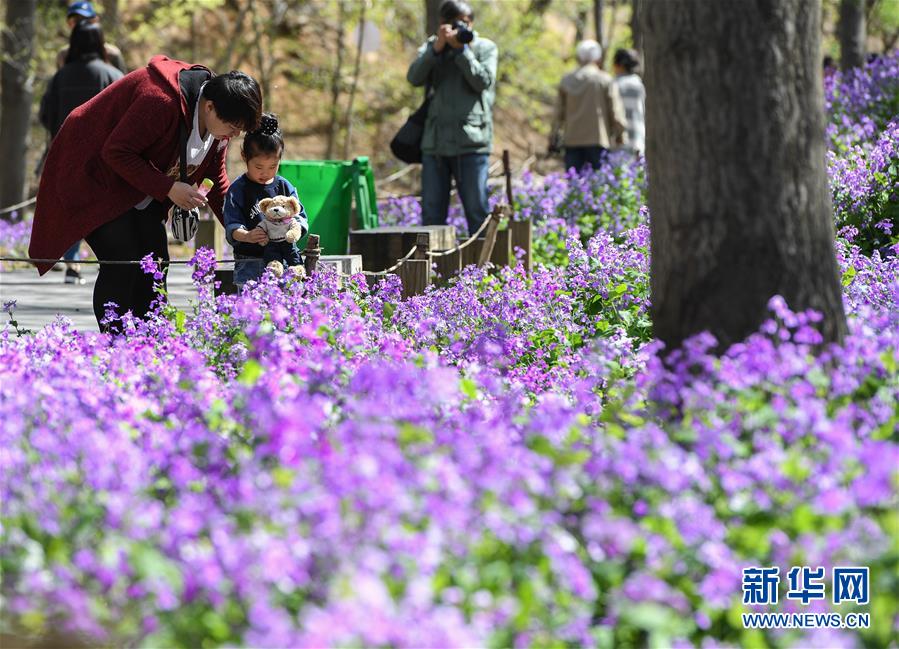 首届青岛赏花会开幕