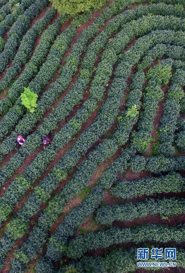 江西靖安：白茶开采