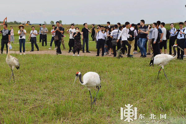 走进扎龙 探访世界最大野生丹顶鹤之家