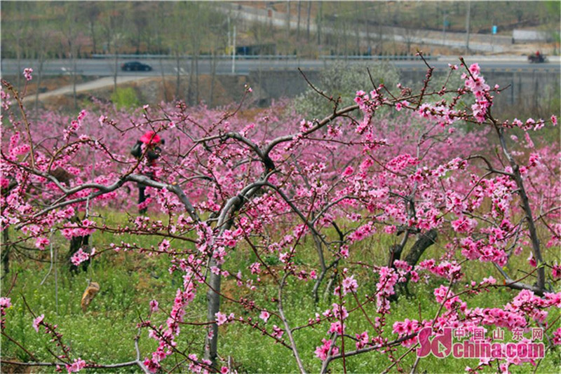 淄博市博山镇马家沟:桃花盛开如进入花的海洋