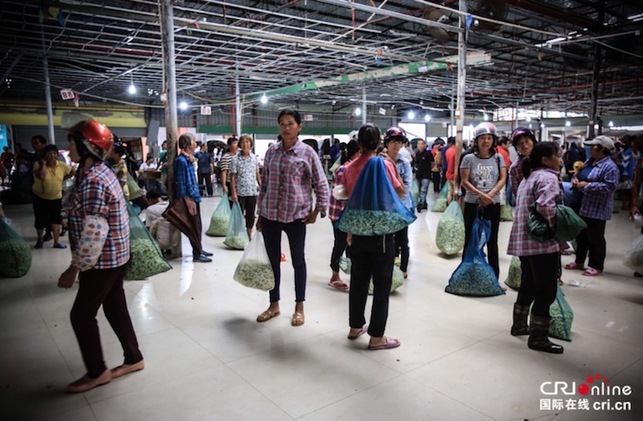 感受東方韻味 全國主流媒體團探訪南寧橫縣茉莉花市場