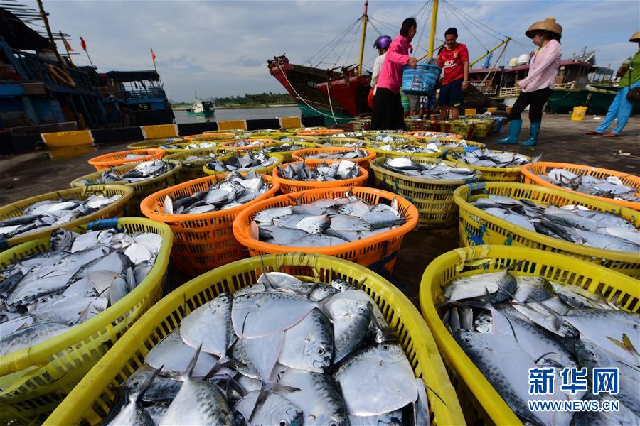 海南琼海：秋来捕捞忙