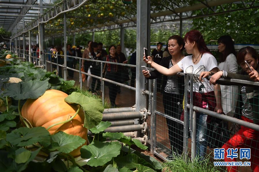 第十八屆中國國際蔬菜科技博覽會開幕