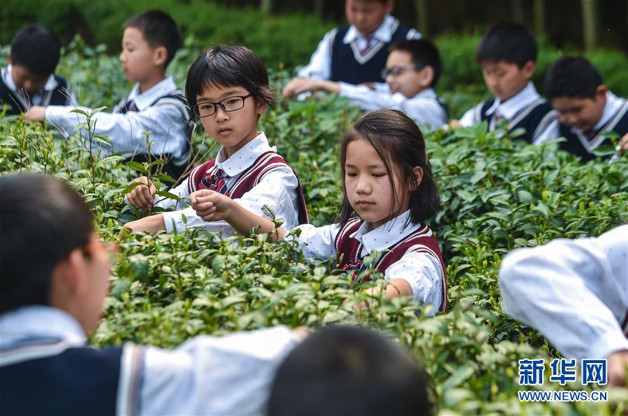 鄉村小學舉辦校園特色“茶文化日”