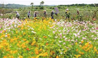 【旅游房产】【即时快讯】儋州发展高效农业打造特色旅游