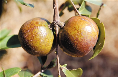 末尾有圖【食品農業圖文列表】【即時快訊】 海南油茶:山柚良油佐珍饈 末尾有圖【食品農業圖文列表】【即時快訊】 海南油茶:山柚良油佐珍饈
