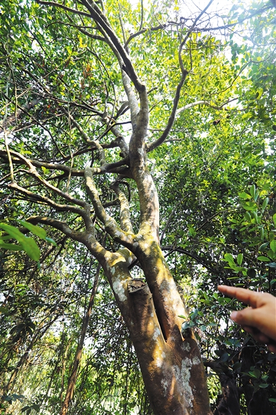 末尾有圖【食品農業圖文列表】【即時快訊】 海南油茶:山柚良油佐珍饈 末尾有圖【食品農業圖文列表】【即時快訊】 海南油茶:山柚良油佐珍饈