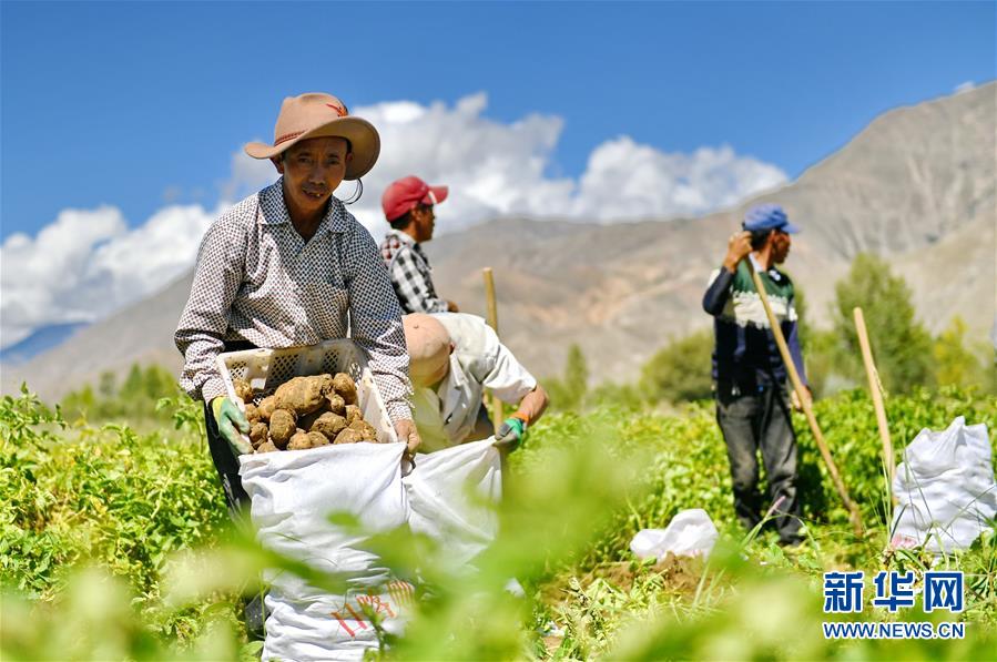 西藏日喀則土豆豐收