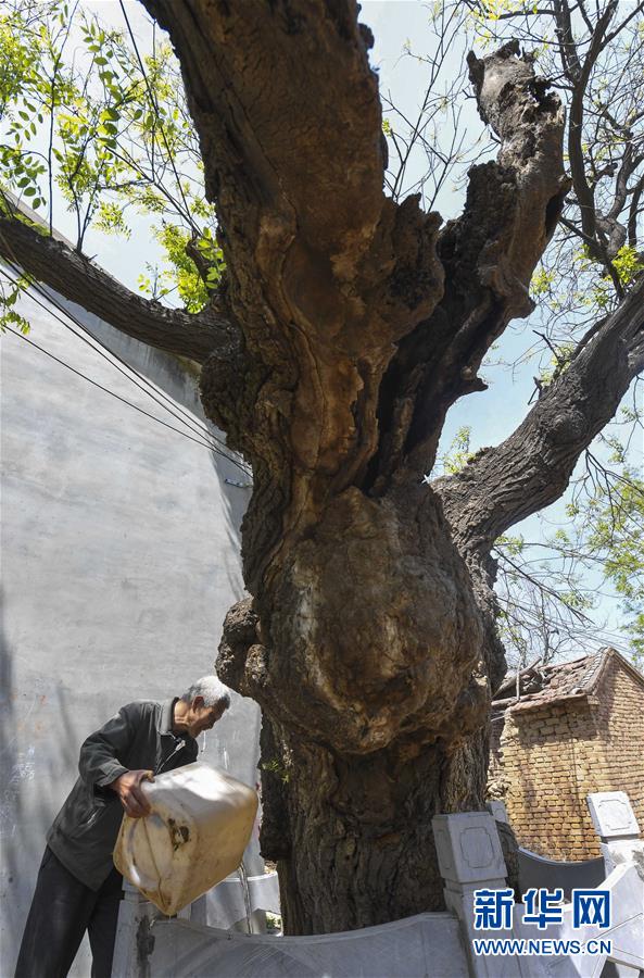 河北故城：古樹保護 刻不容緩