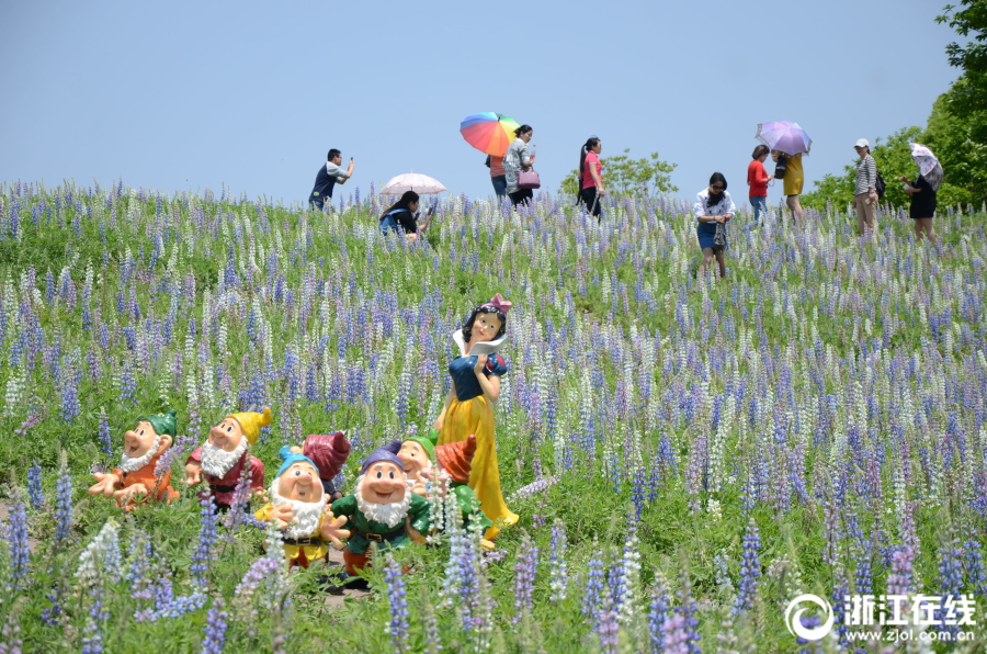 浙江新昌魯冰花海讓人“驚艷”