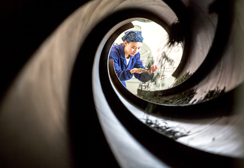 【區縣聯動】【南川】南川金佛山大茶樹成"搖錢樹" 每斤售價達4000元【區縣聯動】 南川:金佛山大茶樹成“搖錢樹” 【區縣聯動】【南川】南川金佛山大茶樹成"搖錢樹" 每斤售價達4000元【區縣聯動】 南川:金佛山大茶樹成“搖錢樹”