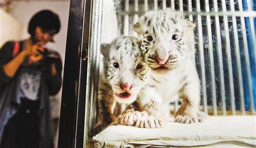 【焦点图】重庆动物园首次成功繁殖白虎