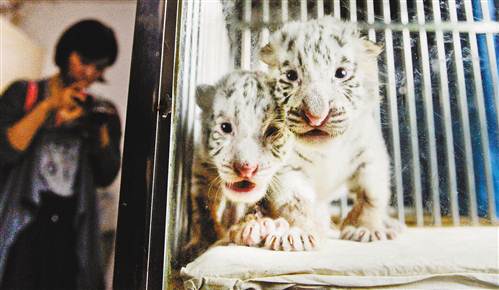 【焦點圖】重慶動物園首次成功繁殖白虎