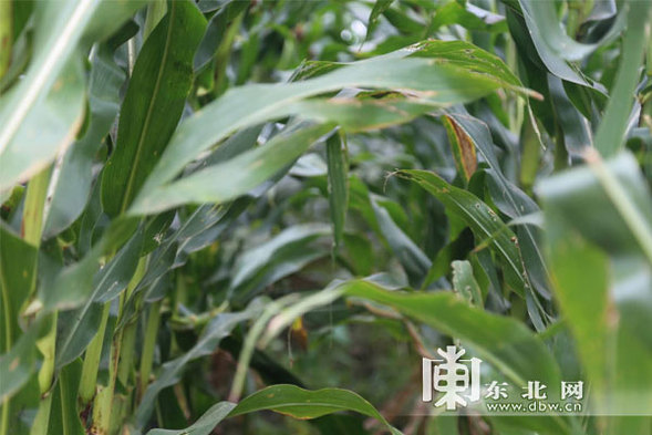专家共聚龙江推广玉米种植新模式 较传统模式可增产20%