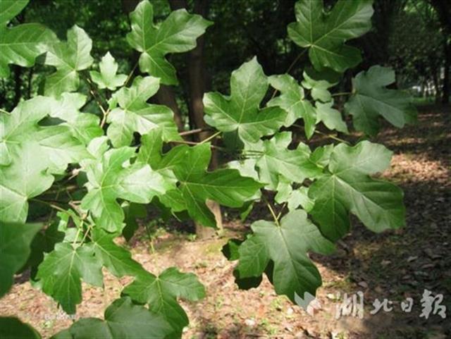 神農架林區首次發現極小種群野生植物廟臺槭群落